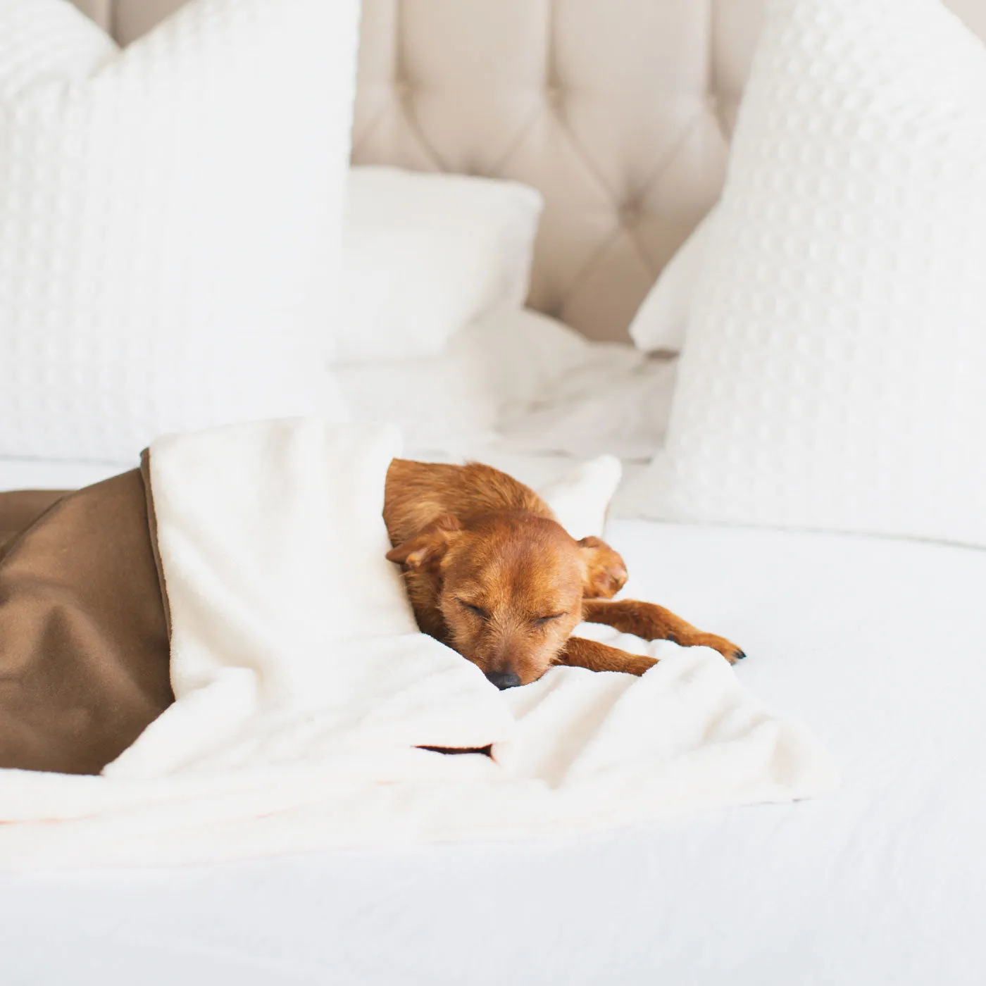 Dog & Puppy Blanket in Velvet by Lords & Labradors