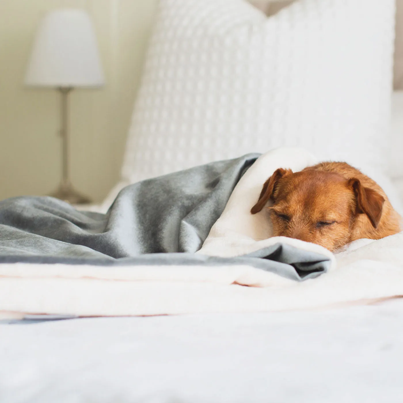 Dog & Puppy Blanket in Velvet by Lords & Labradors