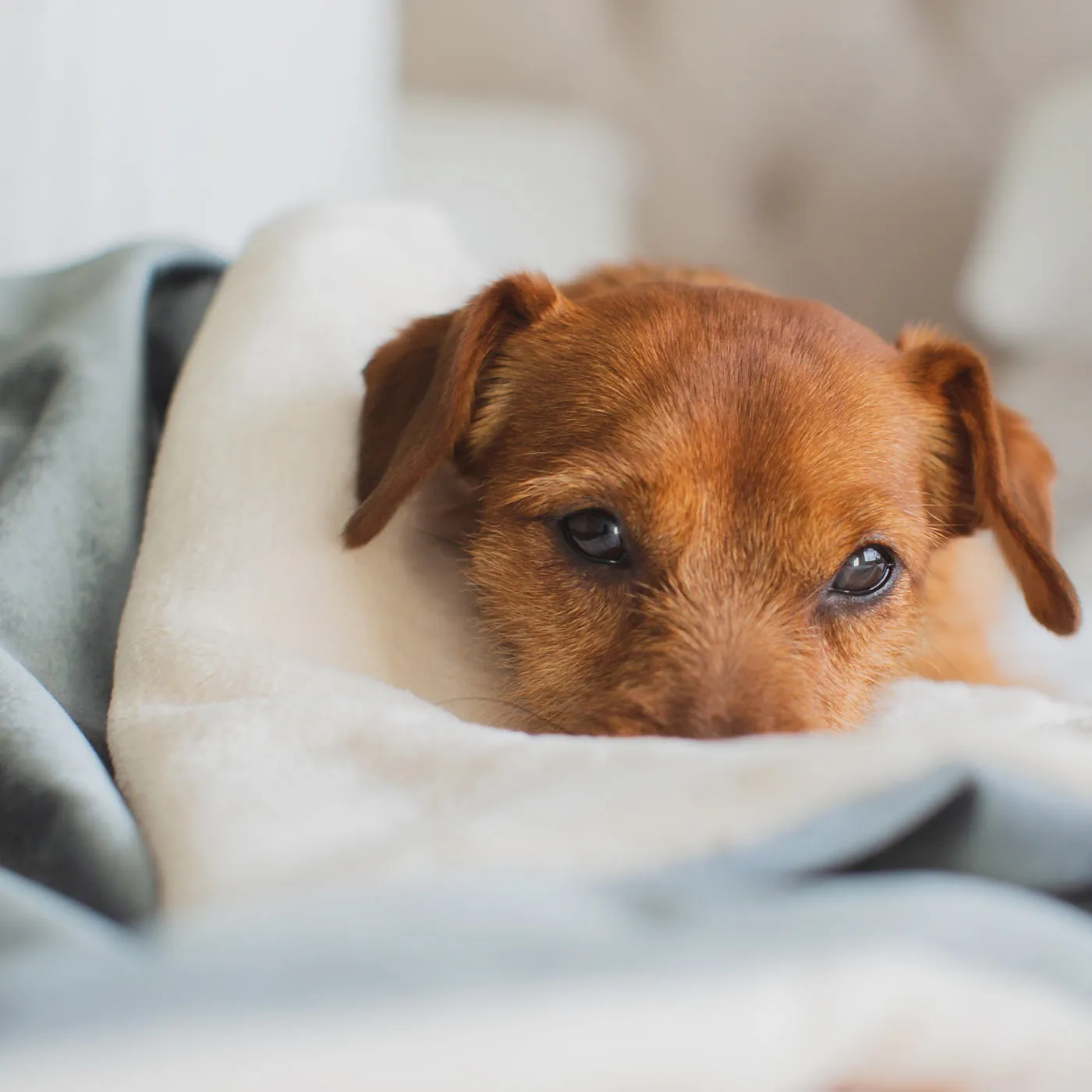 Dog & Puppy Blanket in Velvet by Lords & Labradors