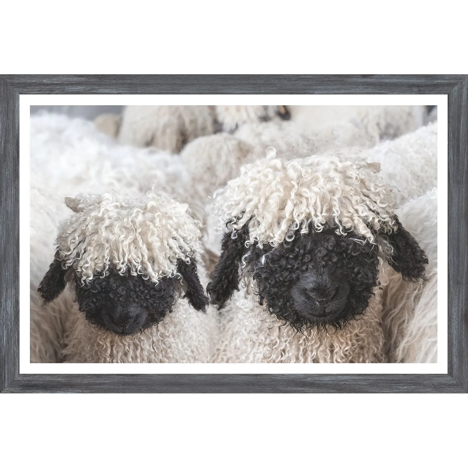 Valais Blacknose Sheep - Mini
